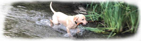 Hund im Wasser